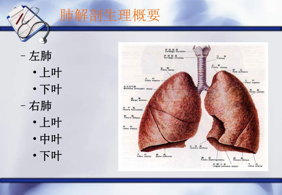 肺癌护理查房(新).ppt1.ppt_第2页