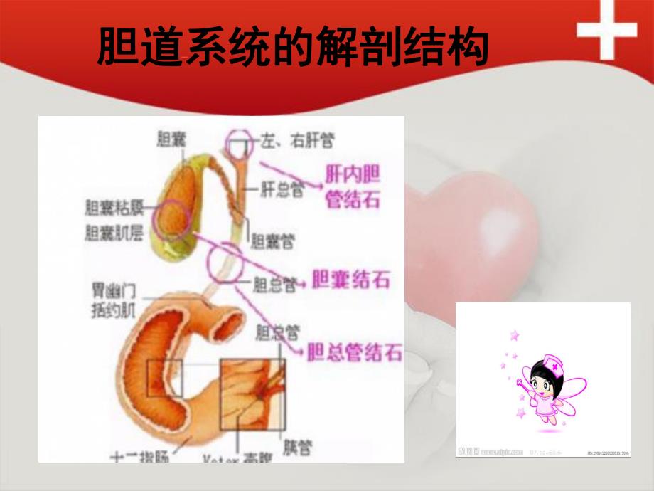 肝门部胆管癌患者的护理.ppt_第2页