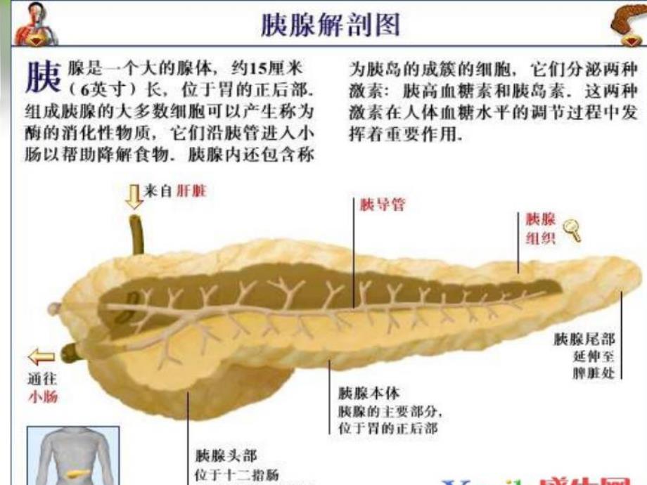 胰腺疾病病人的护理2.ppt.ppt_第2页