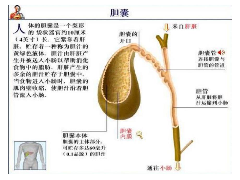 胆道疾病病人的护理.ppt_第2页