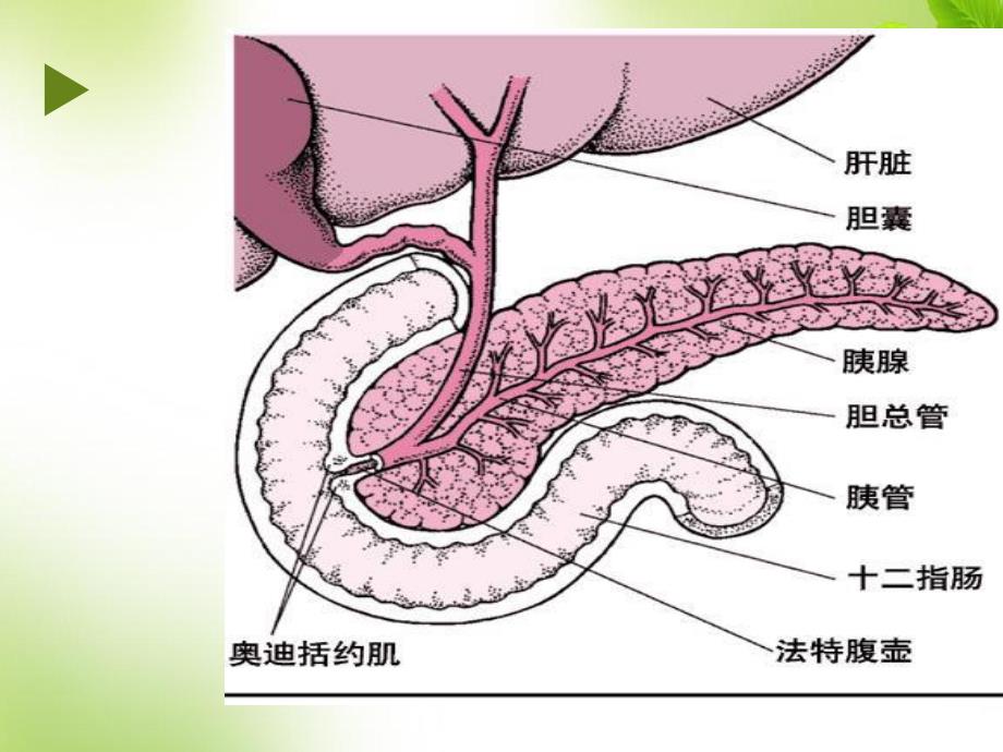 胰腺疾病病人的护理.ppt_第2页