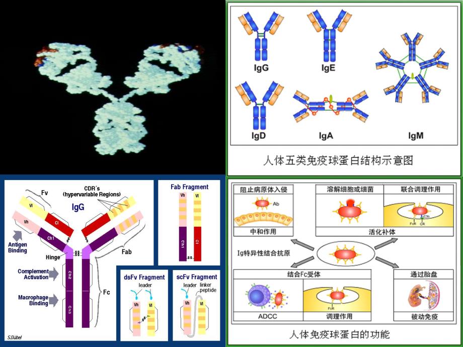 抗体技术研究及产业化.ppt_第2页