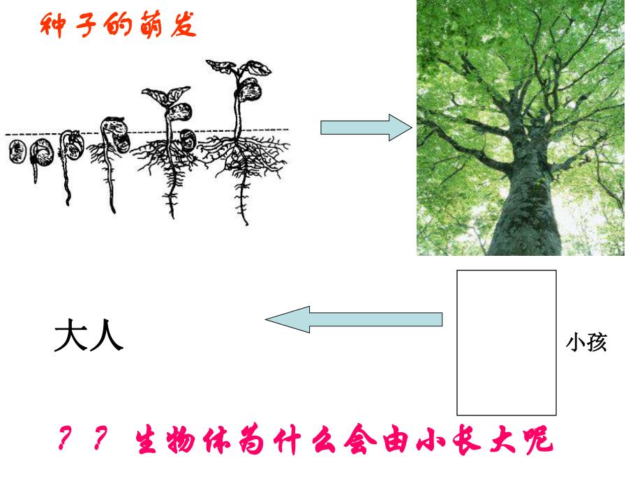 细胞分裂产生新细胞.ppt_第2页