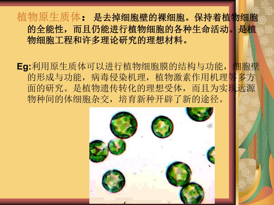 细胞工程PPT.ppt_第2页