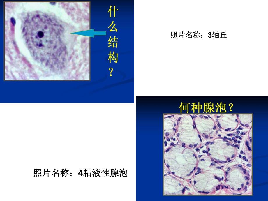 组织学与胚胎学的玻片图.ppt_第2页