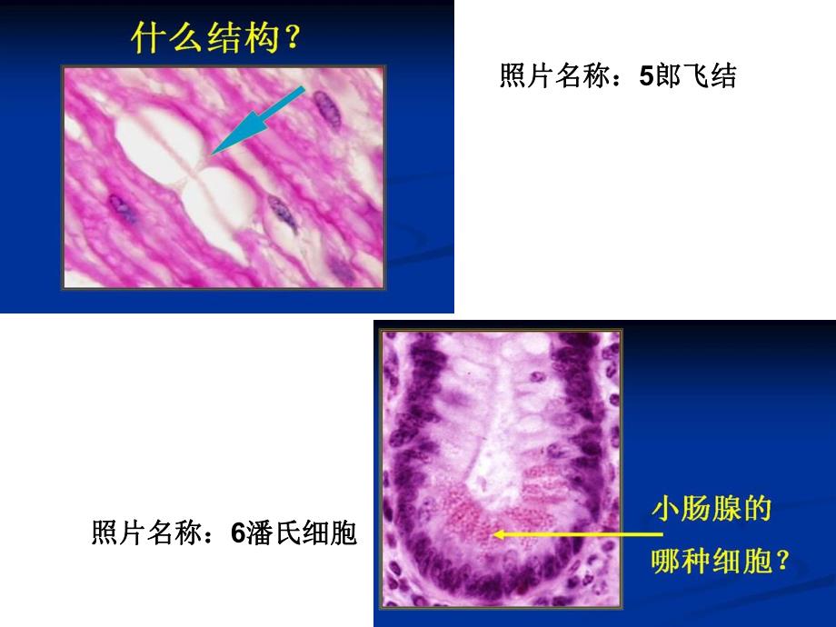 组织学与胚胎学的玻片图.ppt_第3页