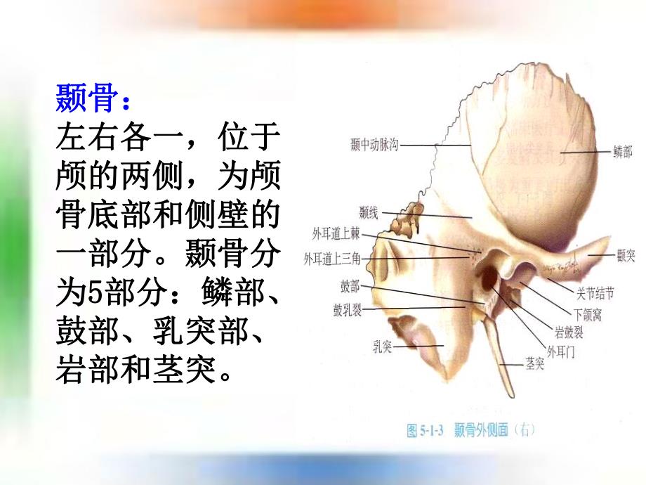 耳的应用解剖及生理学.ppt_第3页