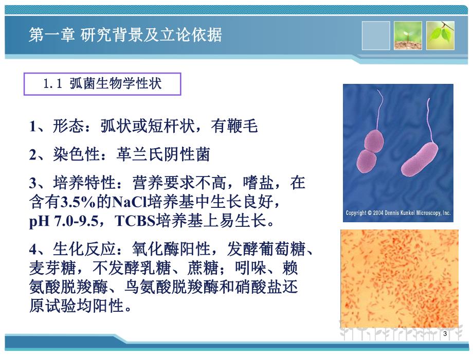 基于单克隆抗体的多元弧菌免疫学检测技术的研究.ppt_第3页