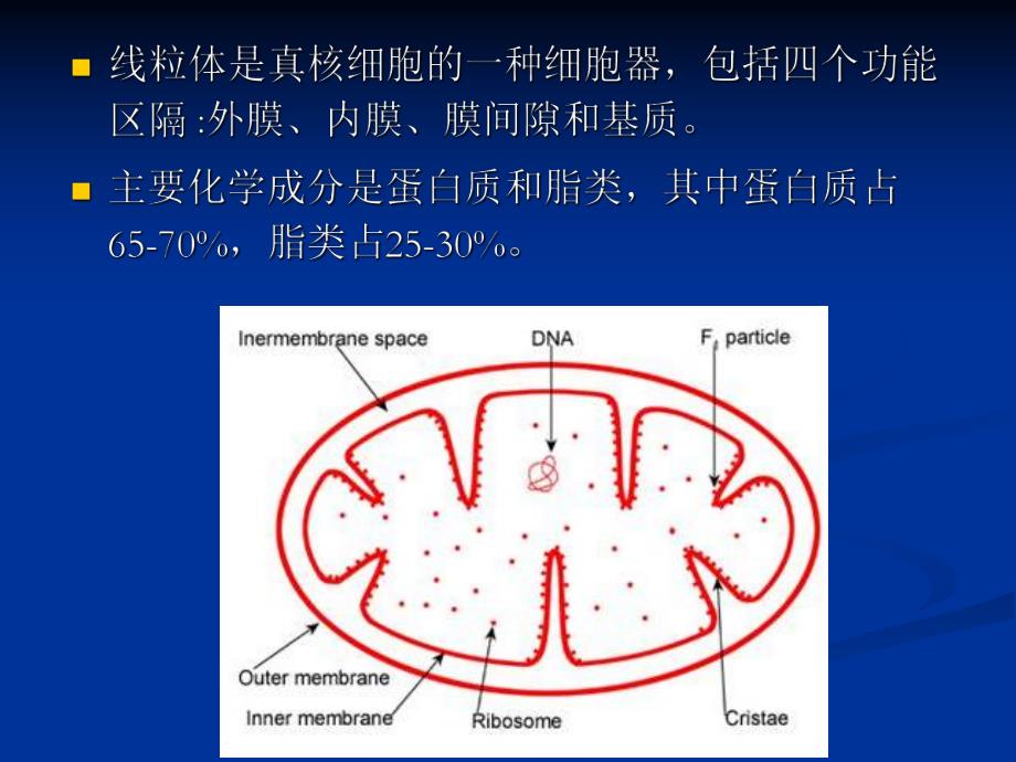 线粒体功能.ppt_第3页