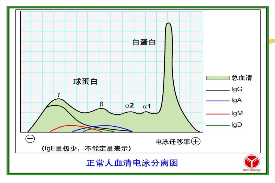 抗体的种类.ppt_第3页