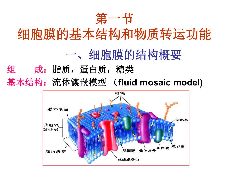 细胞的基本功能.ppt_第3页