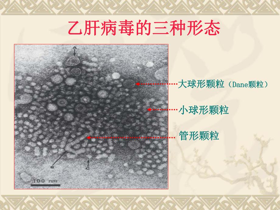 乙肝五项检验结果分析.ppt_第2页