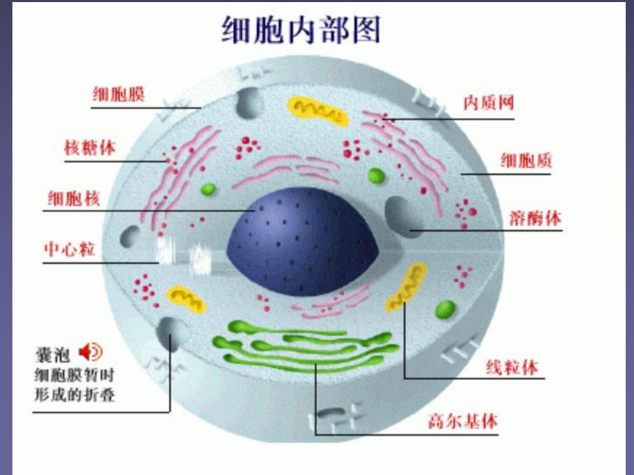 细胞结构.ppt_第2页