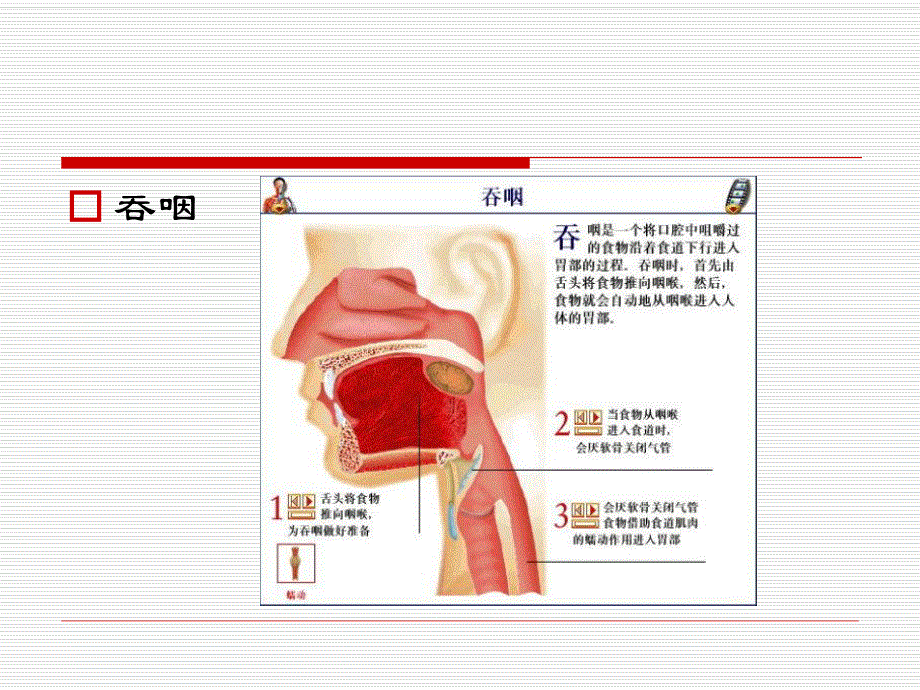 中风后吞咽障碍的康复治疗.ppt_第3页