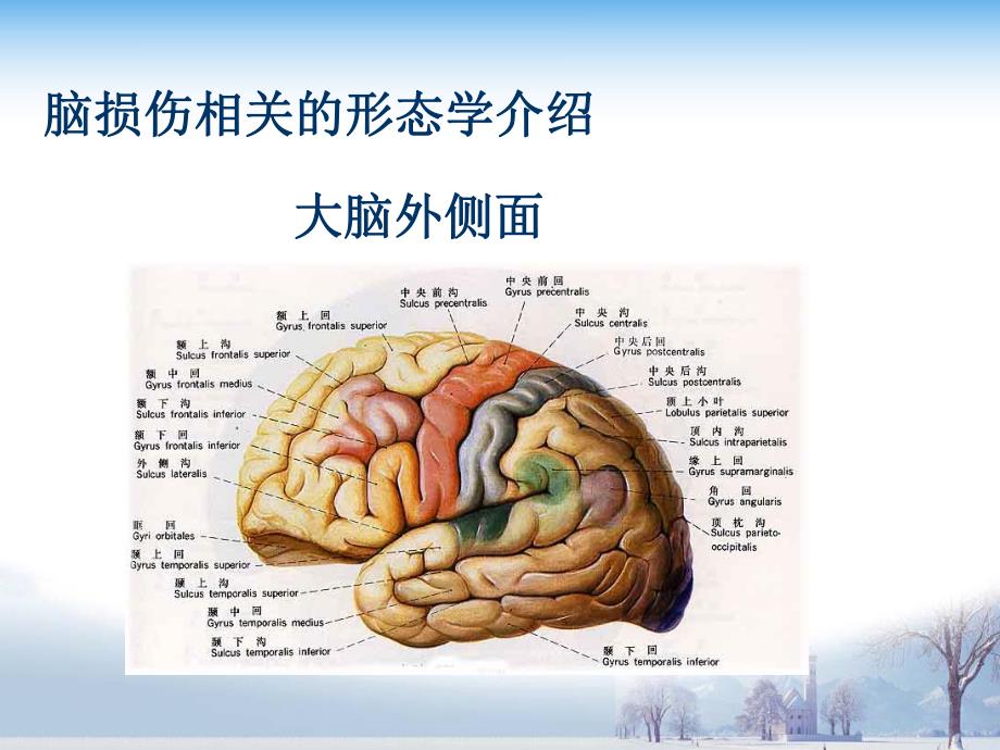 偏瘫的物理治疗思路与方法.ppt_第3页