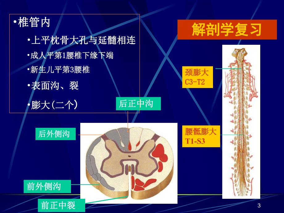 脊髓损伤的康复.ppt_第3页