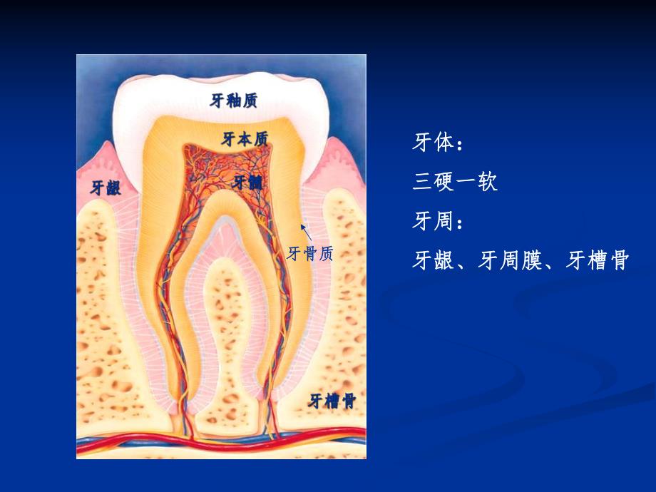 口腔常见病.ppt_第2页