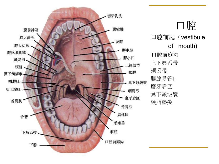 口腔解剖和生理.ppt_第3页