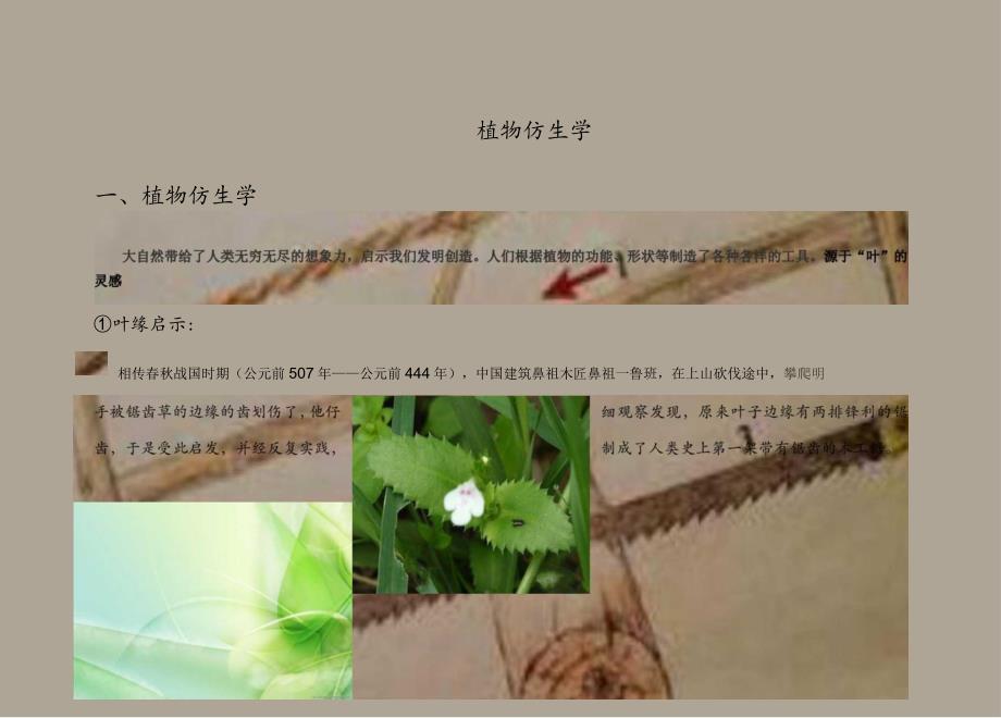 植物仿生学实例.docx_第1页