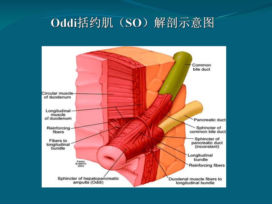 Oddi括约肌运动功能障碍.ppt_第3页