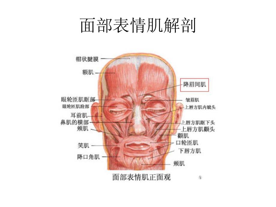 ppdo线雕临床医学医药卫生专业资料.ppt_第2页