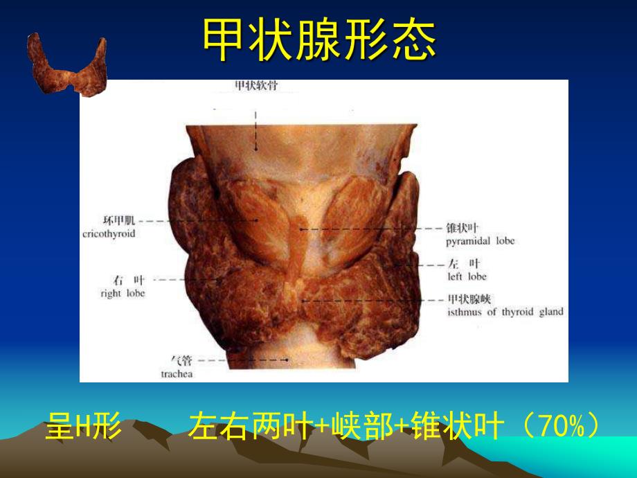 甲状腺解剖生理概要及临床意义.ppt_第3页