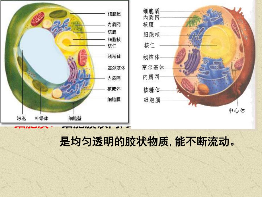 第3章细胞的基本结构名师编辑PPT课件.ppt_第3页