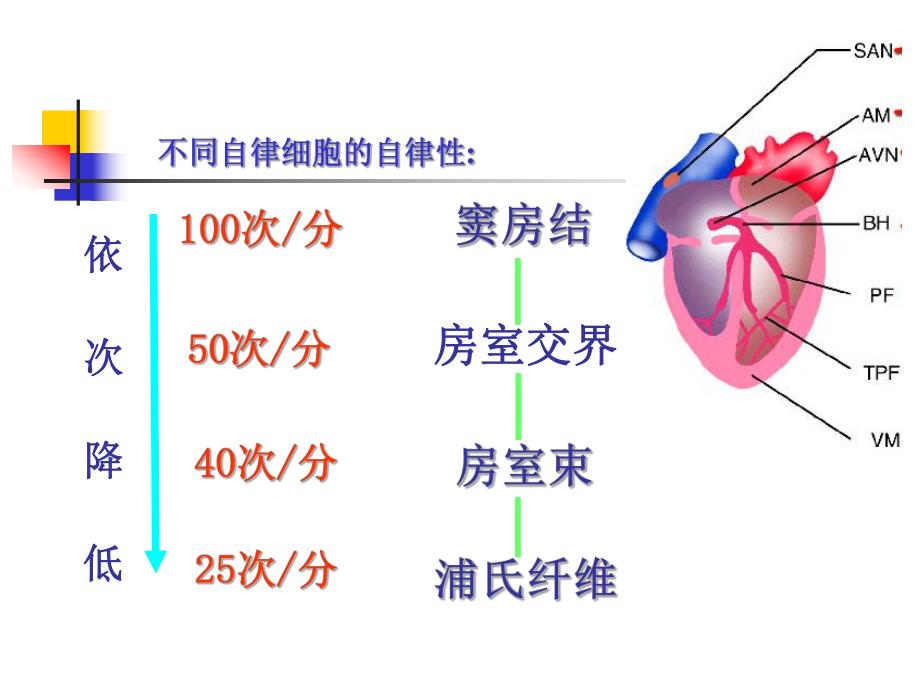 第4章血液循环心肌细胞生理特性.ppt_第3页