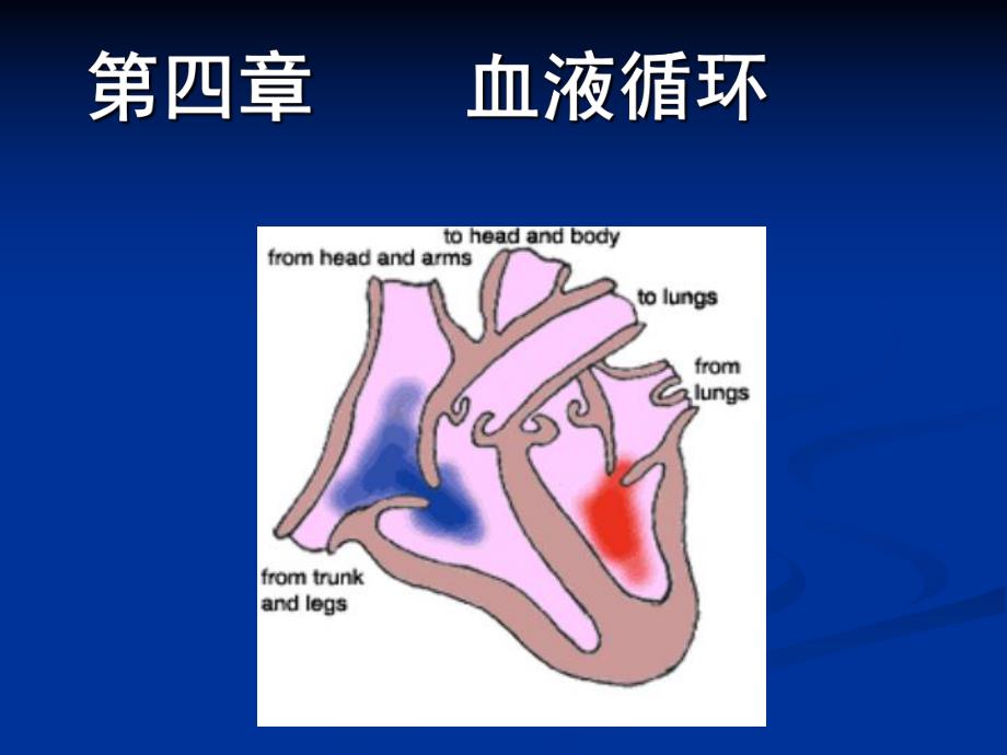 第4章第1节心脏的泵血功能名师编辑PPT课件.ppt_第1页