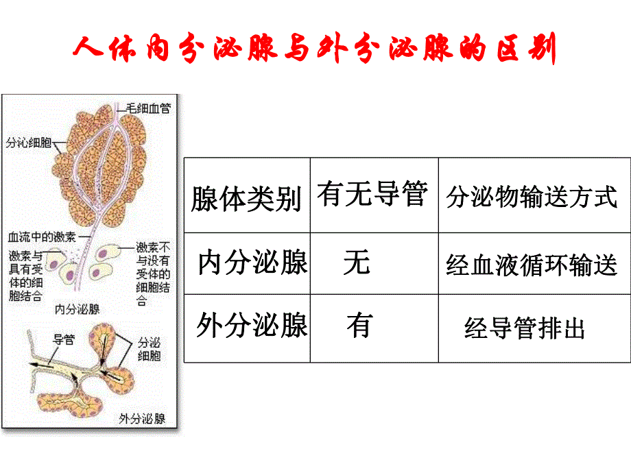 第3部分激素调部分名师编辑PPT课件.ppt_第3页