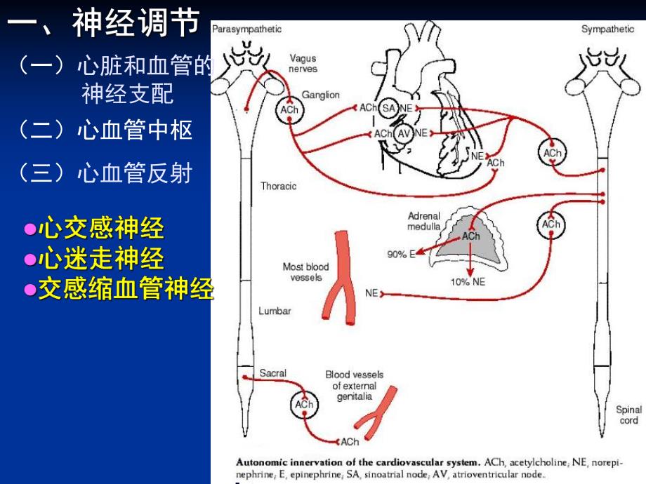 第4章第4节心血管活动的调节名师编辑PPT课件.ppt_第2页