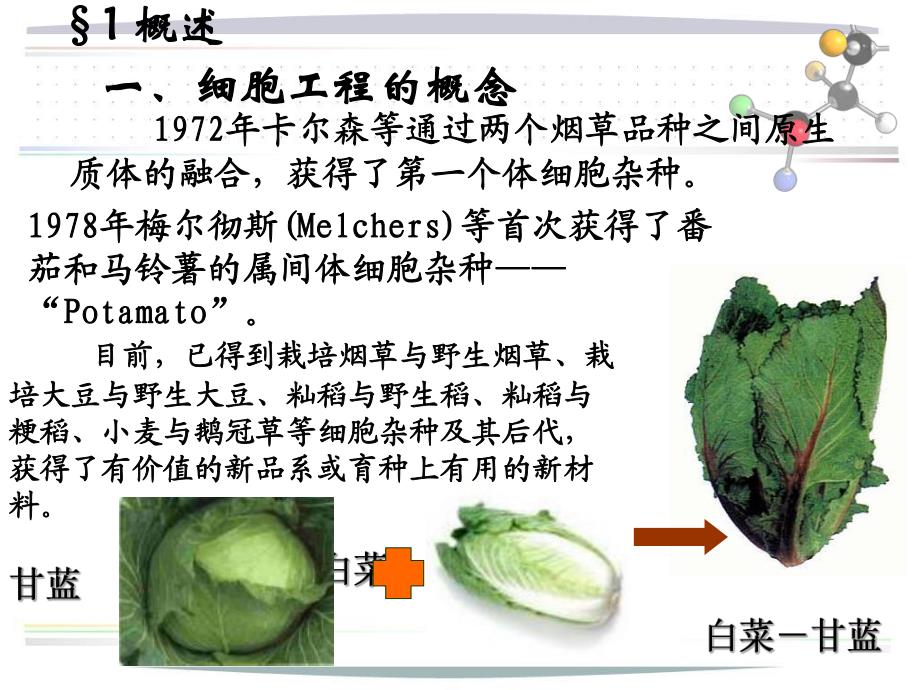 第3章细胞工程1植物细胞.ppt_第3页