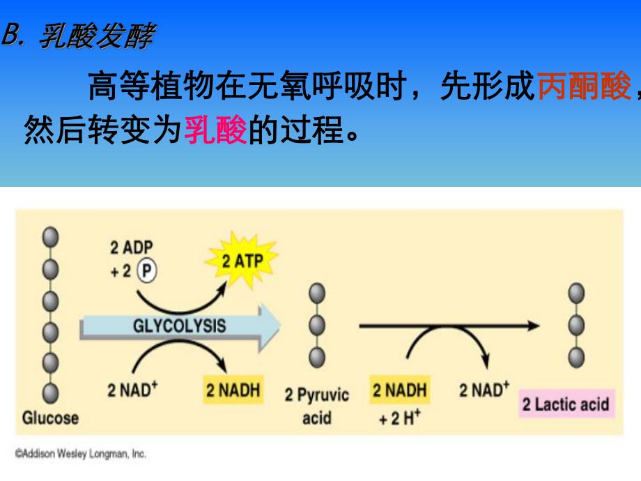 第4章植物的呼吸作用.ppt_第3页