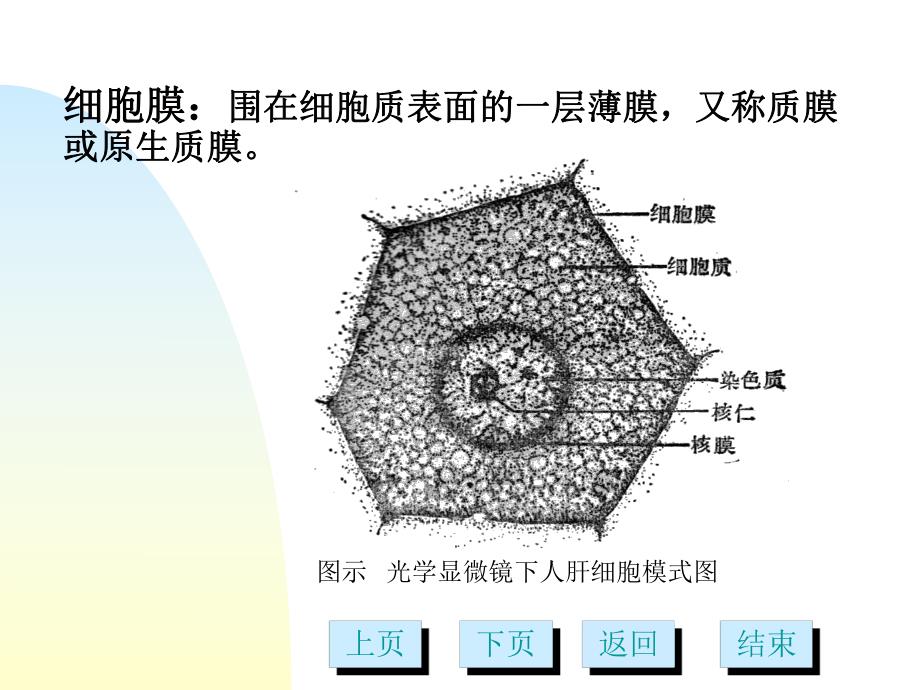 第3章细胞膜及表面结构多媒体.ppt_第2页