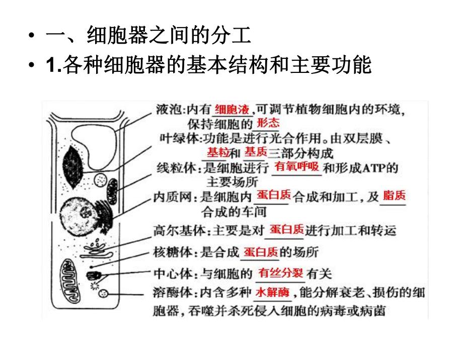 第3章细胞的基本结构.ppt_第3页