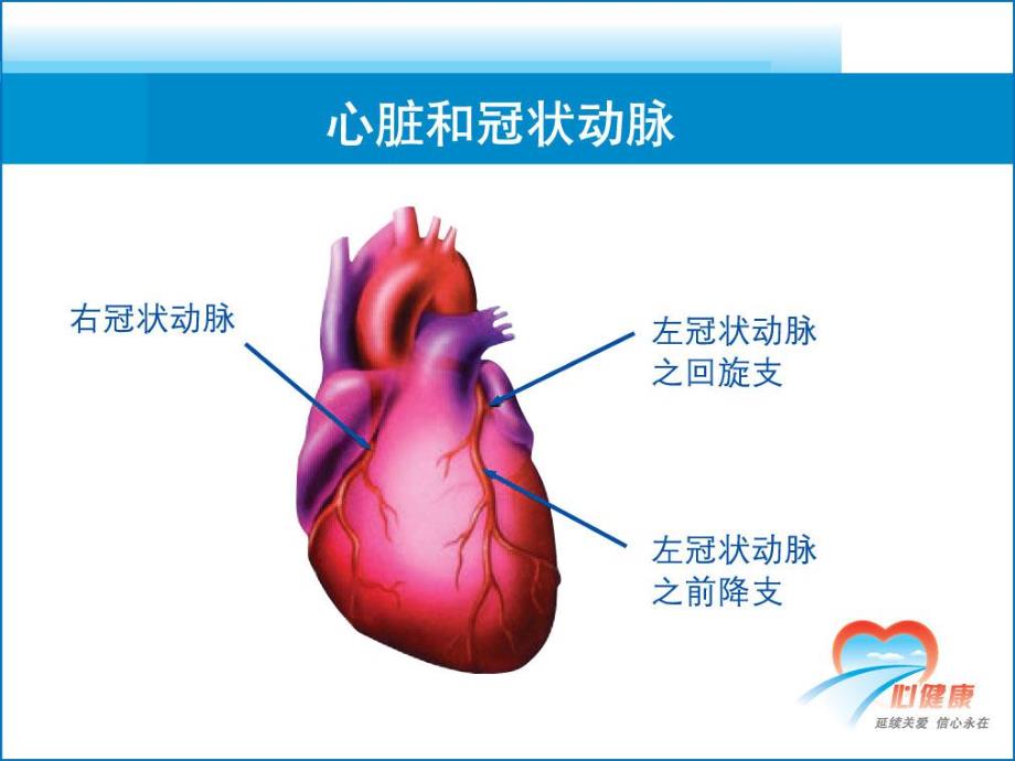 冠状动脉粥样硬化性心脏病2.ppt_第2页