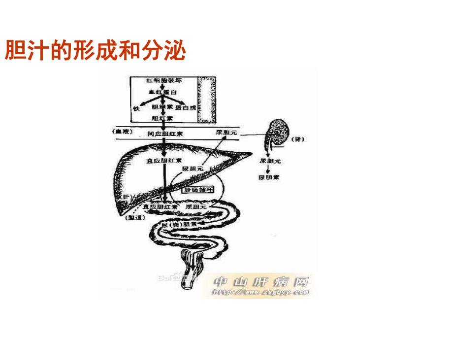 胆汁淤积性疾病的诊治进展.ppt_第3页