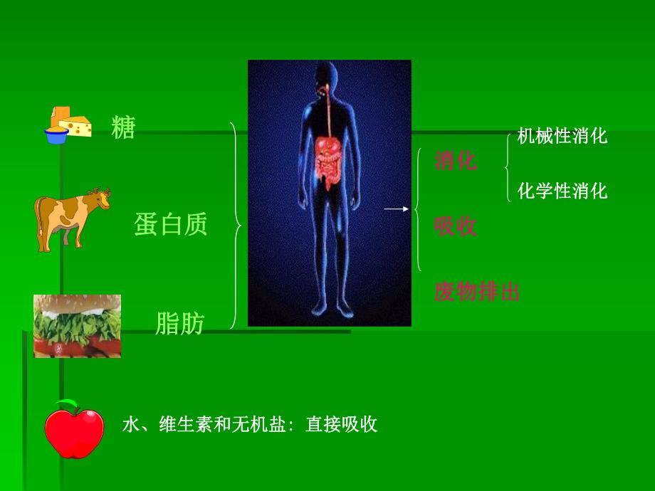 6.第六章消化与吸收.ppt_第2页