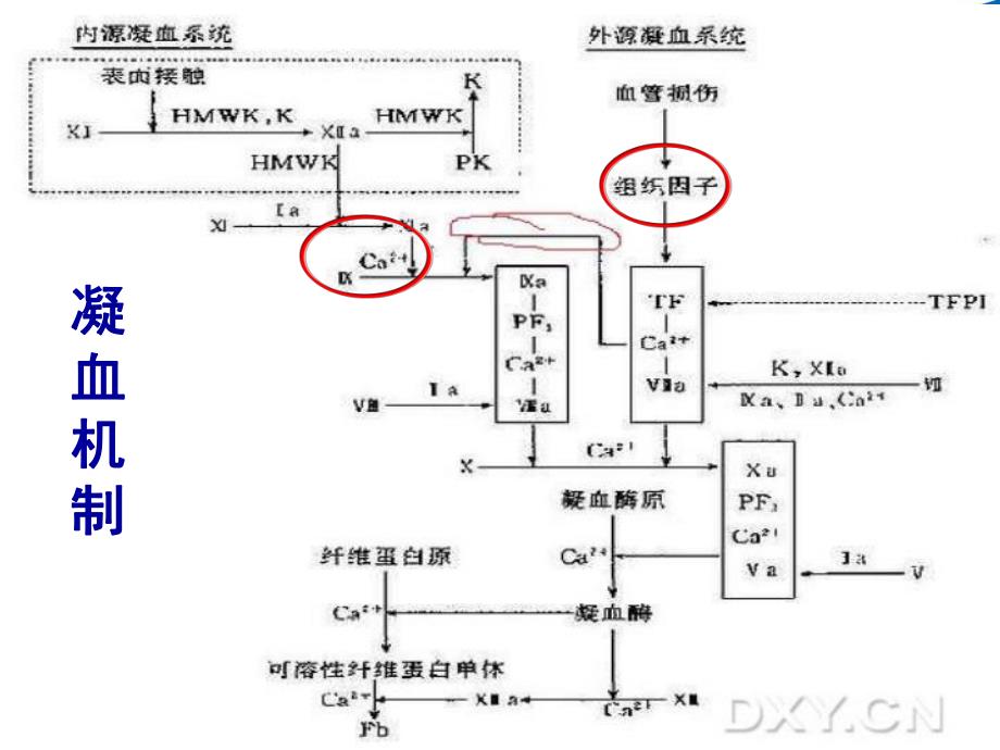 凝血功能检测方法与临床意义..ppt_第3页