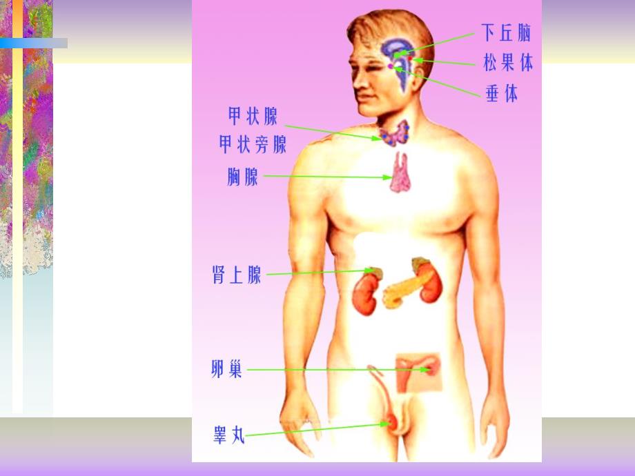 临本内分泌1.ppt_第2页