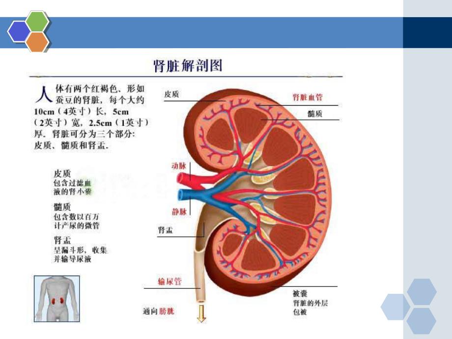 麻醉与肾脏.ppt_第2页