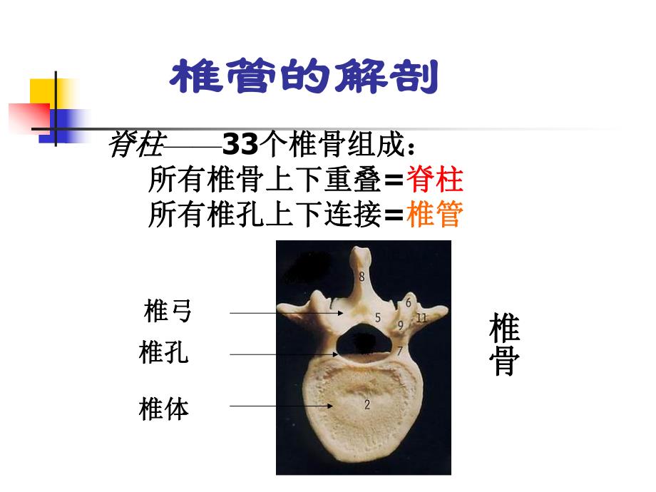 椎管内麻醉.ppt_第3页