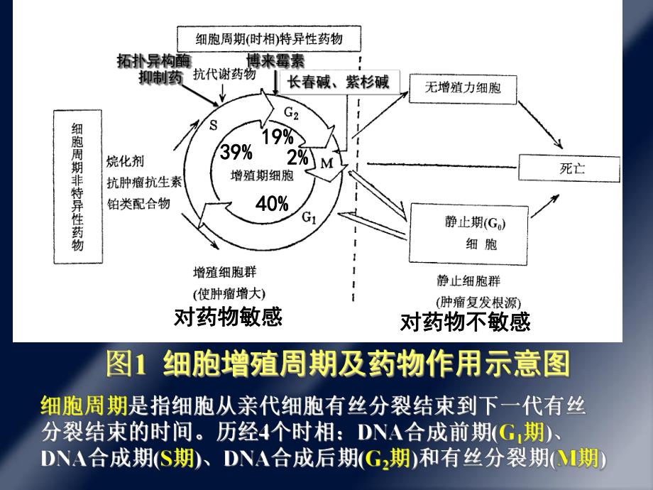 第51章抗恶性肿瘤药.ppt_第2页