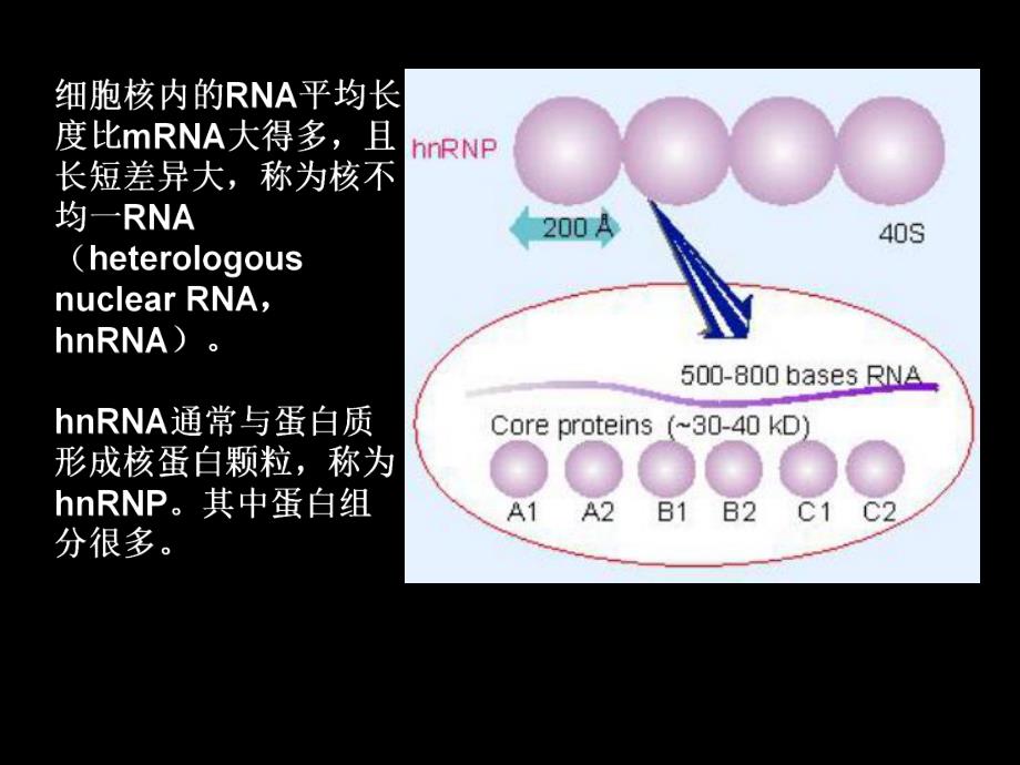 第5章RNA剪接和加工.ppt_第2页