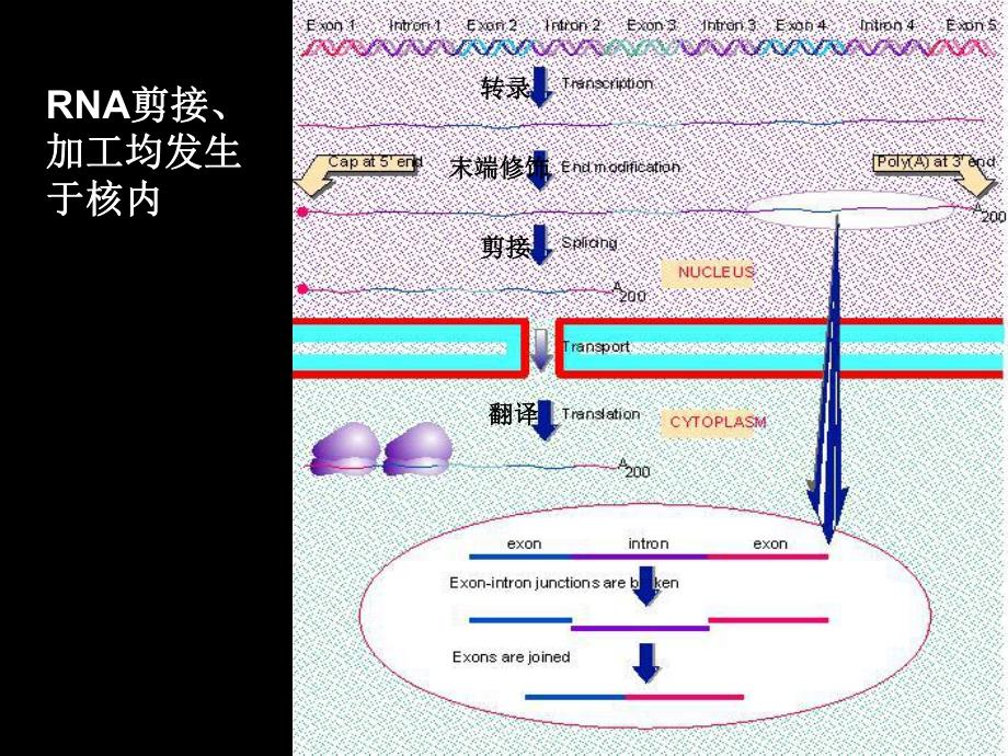 第5章RNA剪接和加工.ppt_第3页