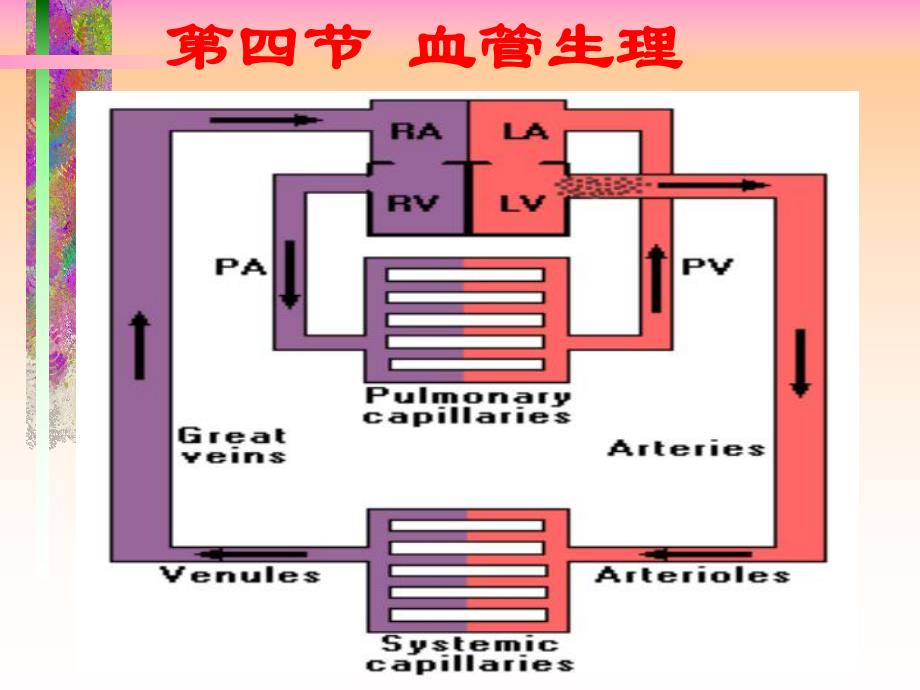 第6章循环系统的结构与功能5.ppt_第3页