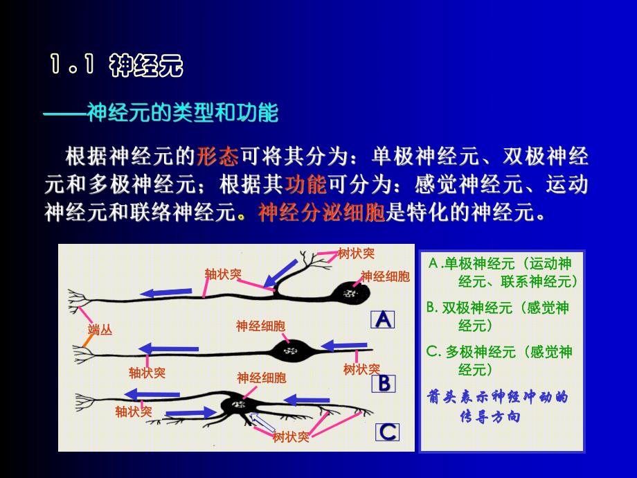 第7章神经系统.ppt_第3页