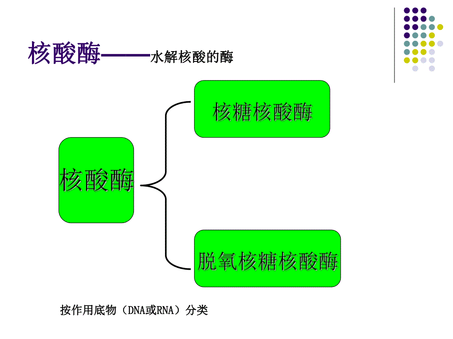 第7章核酸降解与苷酸代谢.ppt_第2页