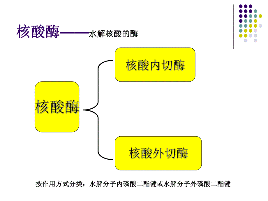 第7章核酸降解与苷酸代谢.ppt_第3页