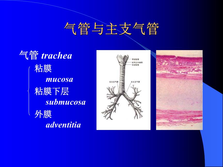 第6章呼吸系统ppt课件名师编辑PPT课件.ppt_第3页